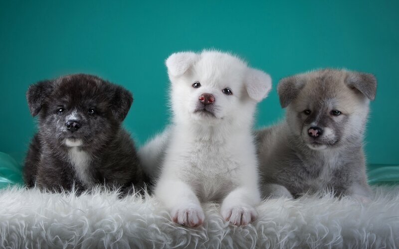 Three Akita Puppies — White, Calm