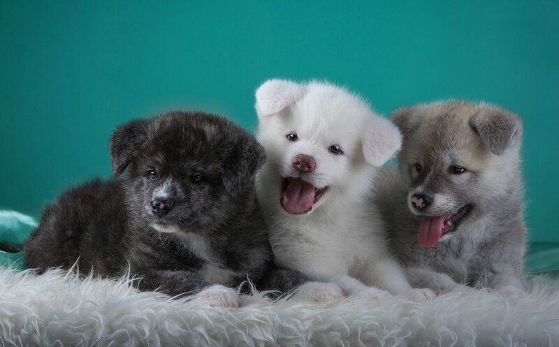Three Akita Puppies — White