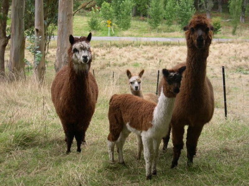 Three Alpacas in Field — Brown
