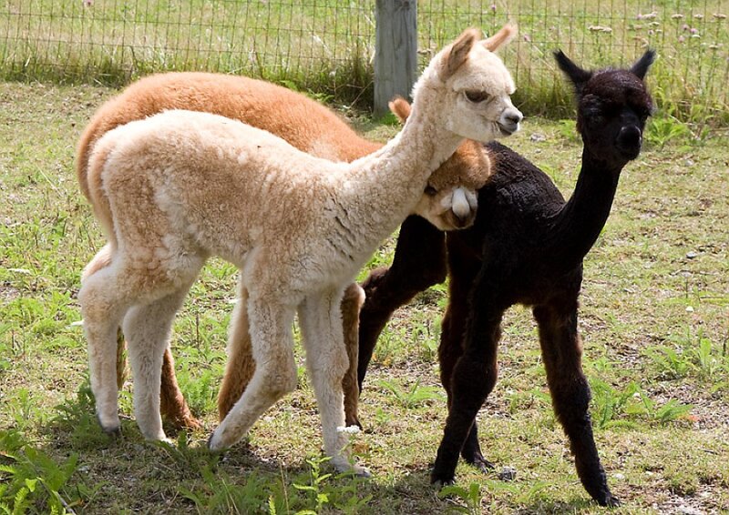 Three Alpacas in Field
