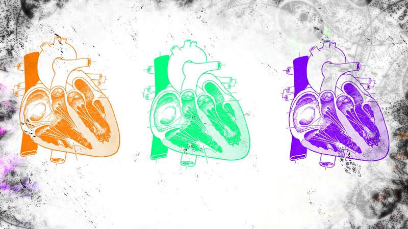 Three Anatomical Hearts