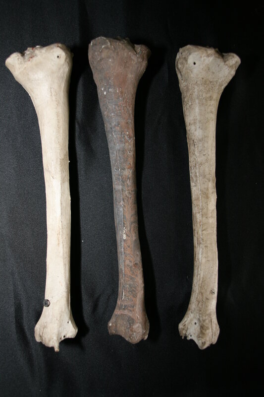 Three ancient bones on black cloth