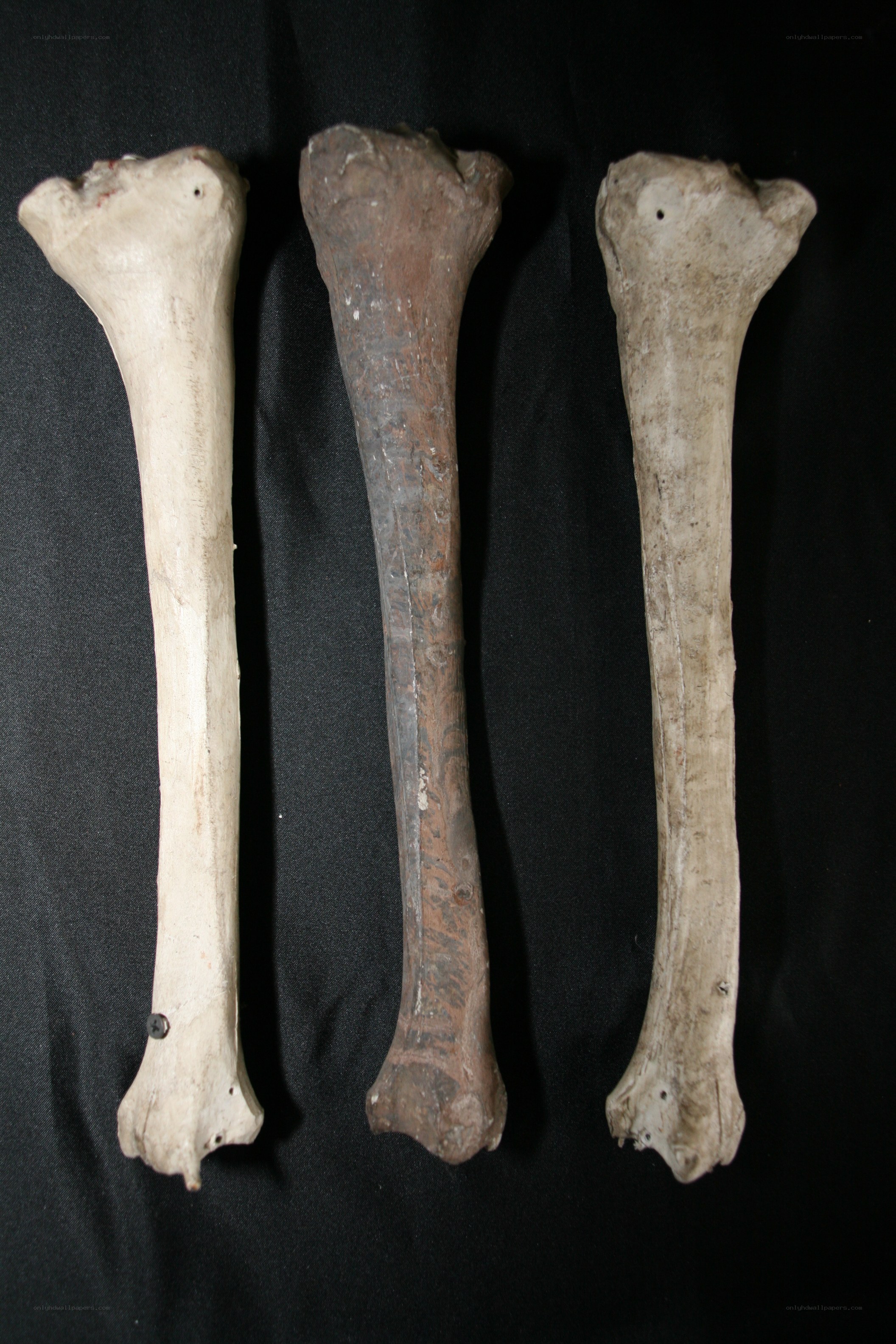 Three ancient bones on black cloth
