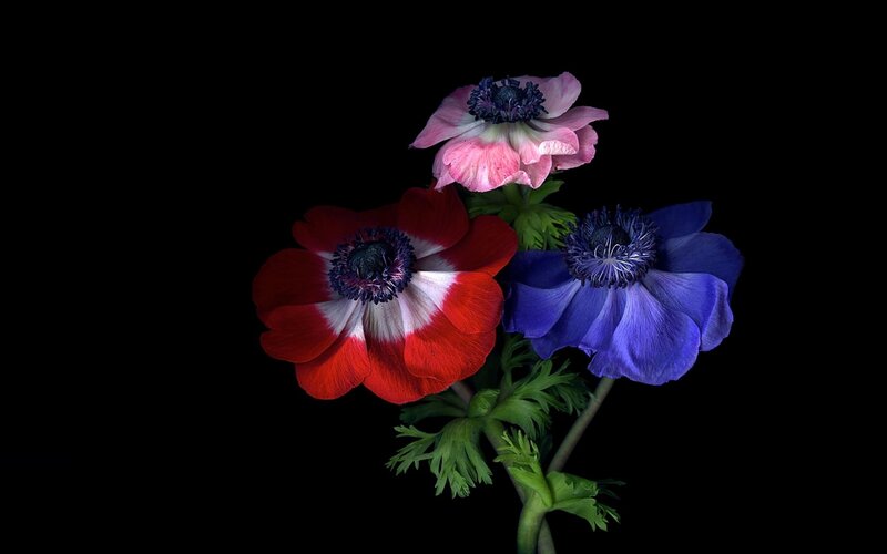 Three Anemone Flowers — Red