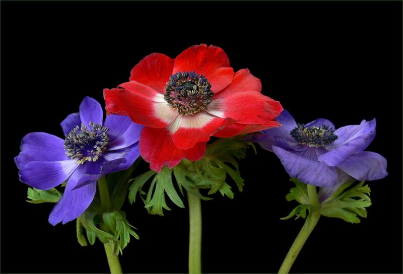 Three Anemone Flowers