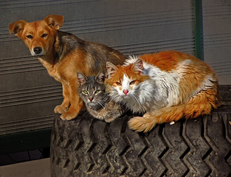 Three Animals on Tire