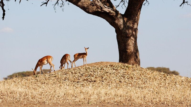 Three Antelopes on a Hill — Brown