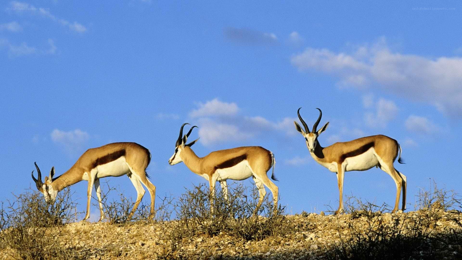 Three antelopes on a hill