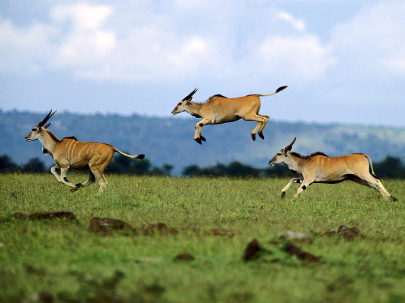 Three Antelopes Running