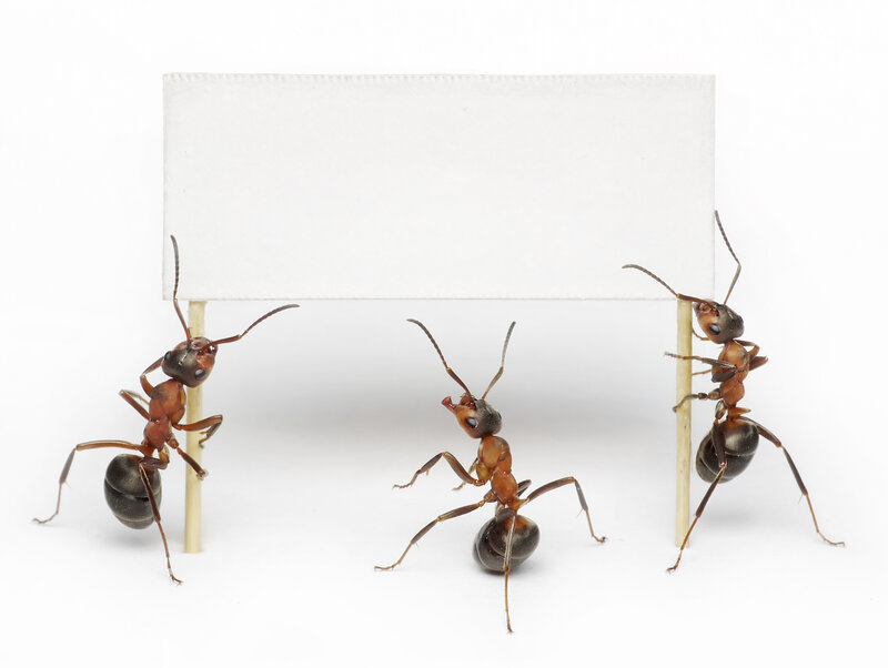 Three Ants Holding Sign