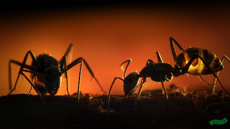 Three Ants on Soil