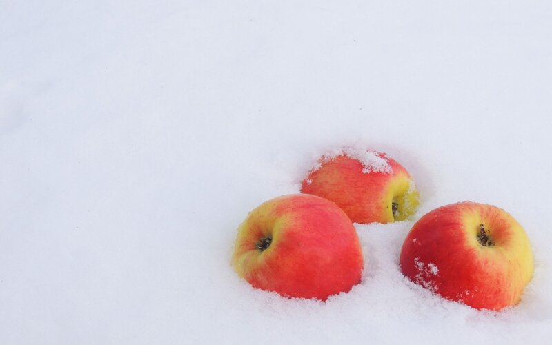 Three Apples in Snow