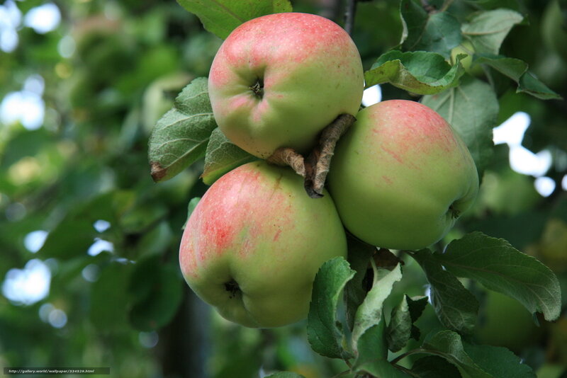 three apples on a tree branch