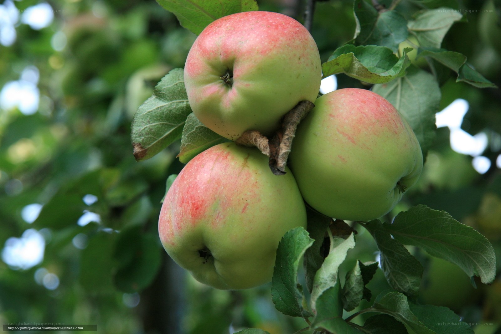 three apples on a tree branch