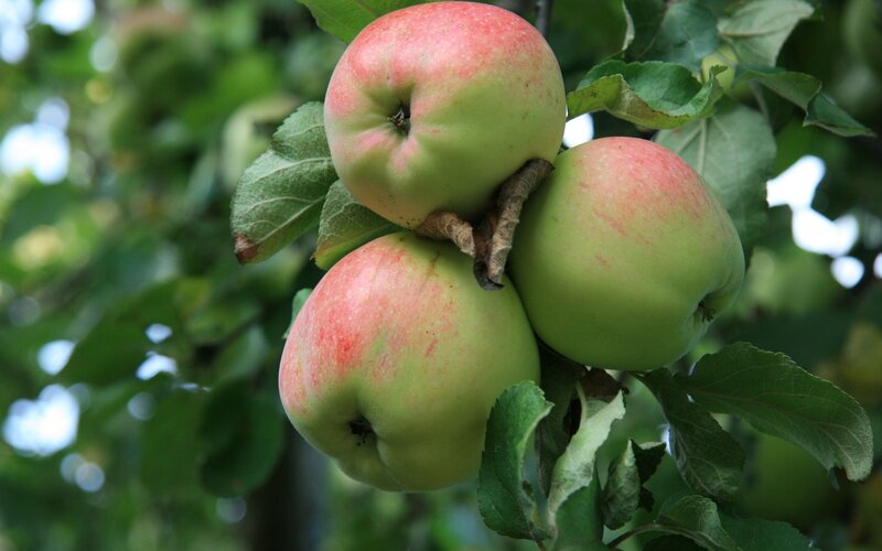 Three Apples on a Tree — Green, Natural