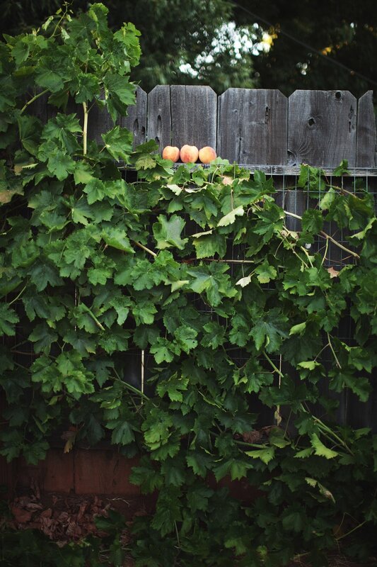 Three apricots on a vine-covered fence