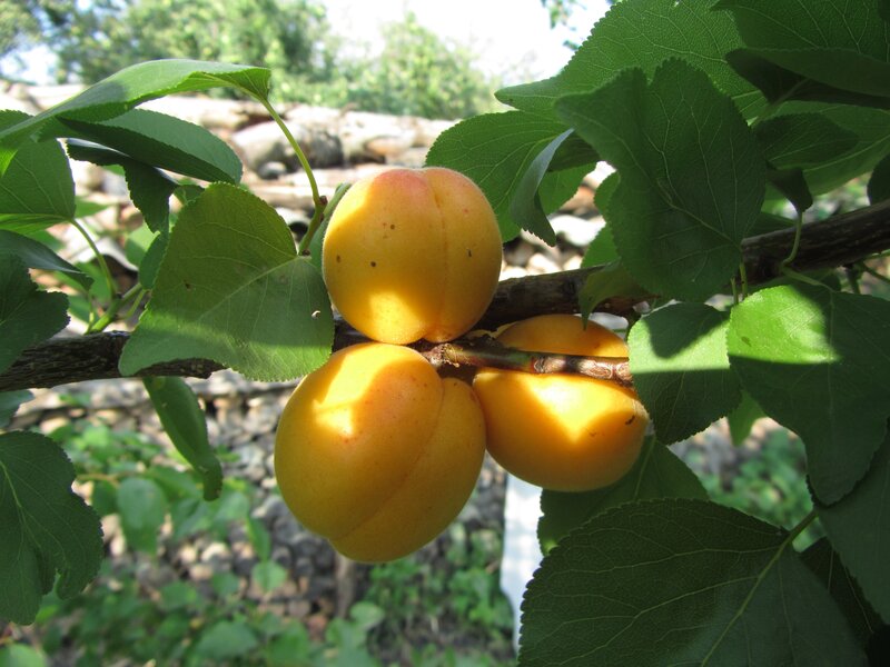 Three Apricots on Branch