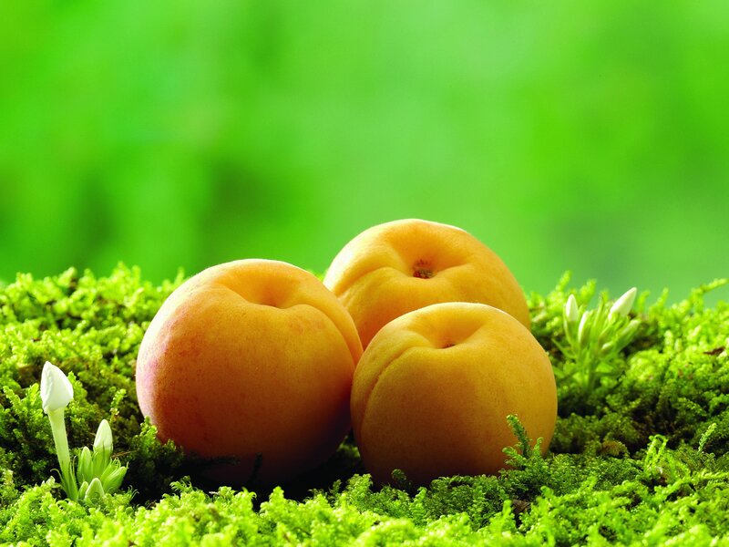 Three apricots on moss