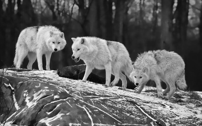 Three Arctic Wolves — Black, Dramatic