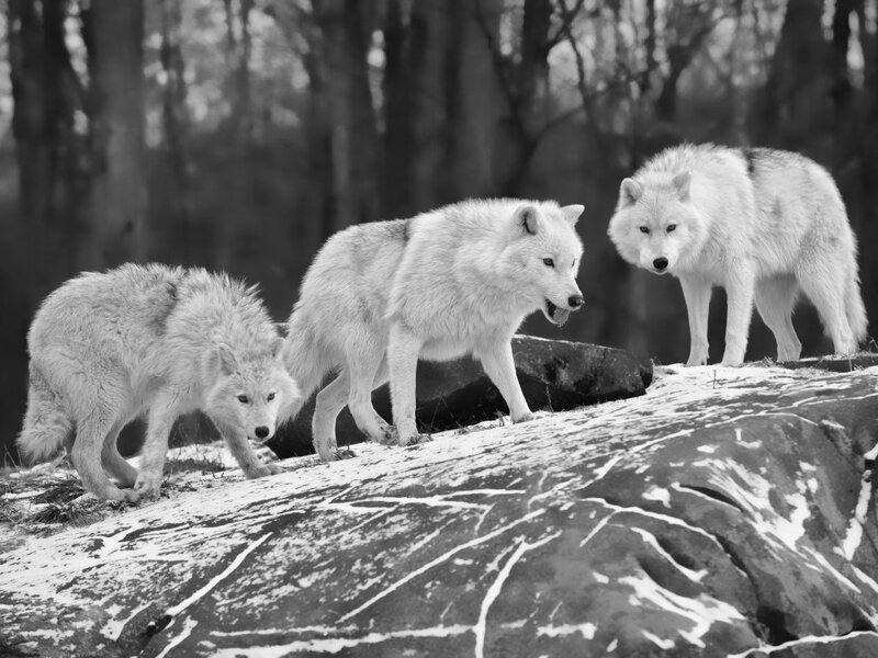 Three Arctic Wolves — Black