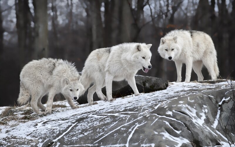 Three Arctic Wolves