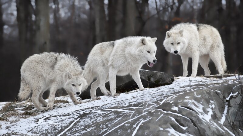 Three Arctic Wolves — White, Alert