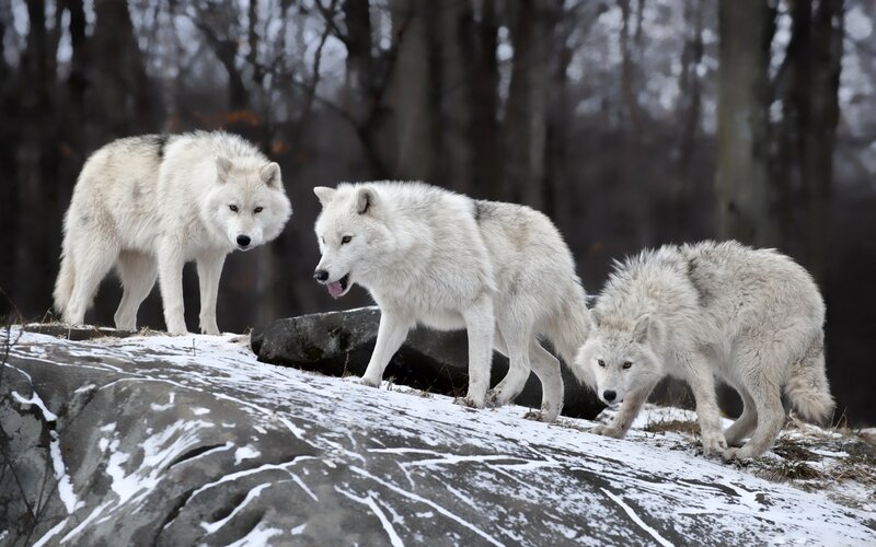 Three Arctic Wolves — White, Alert, Winter, Photograph