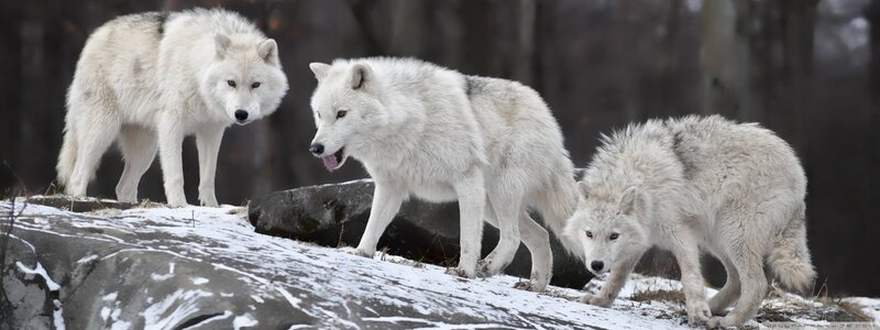 Three Arctic Wolves — White, Alert, Winter