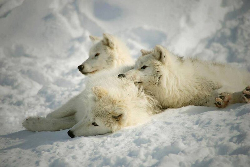Three Arctic Wolves — White, Calm