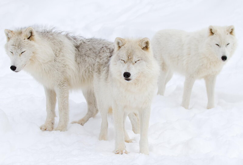 Three Arctic Wolves — White, Calm, Winter