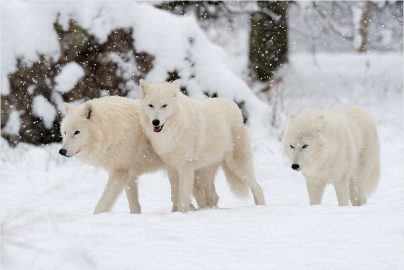 Three Arctic Wolves — White, Cold