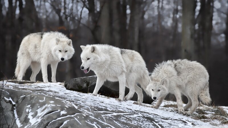 Three Arctic Wolves — White, Natural