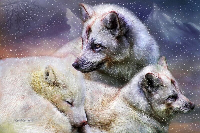 Three Arctic Wolves — White