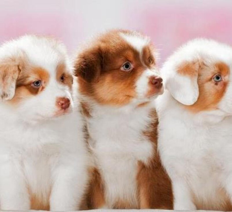 Three Australian Shepherd Puppies — White, Calm