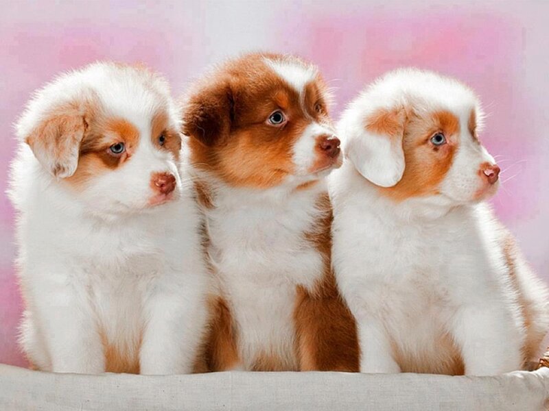 Three Australian Shepherd Puppies — White
