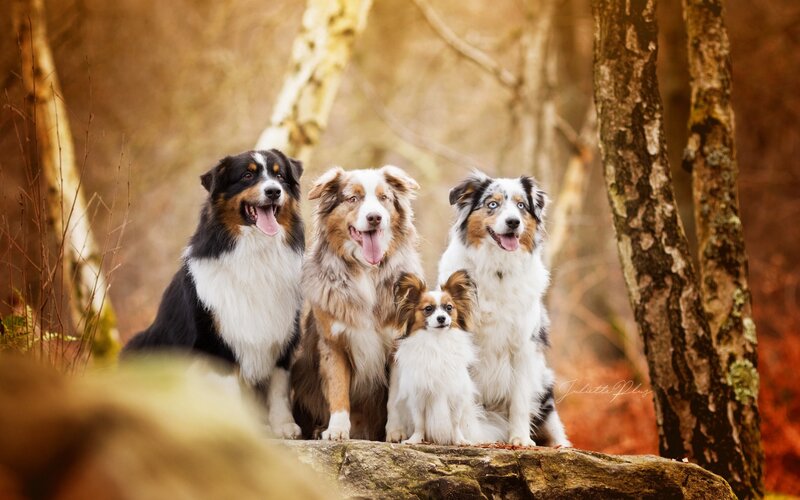 Three Australian Shepherds