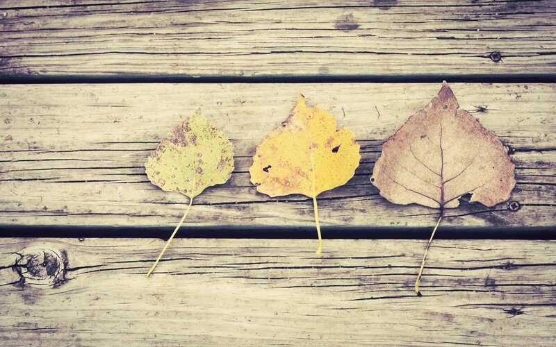 Three autumn leaves on wood