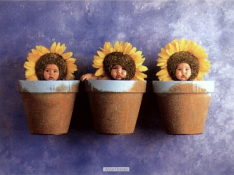 Three Babies in Pots