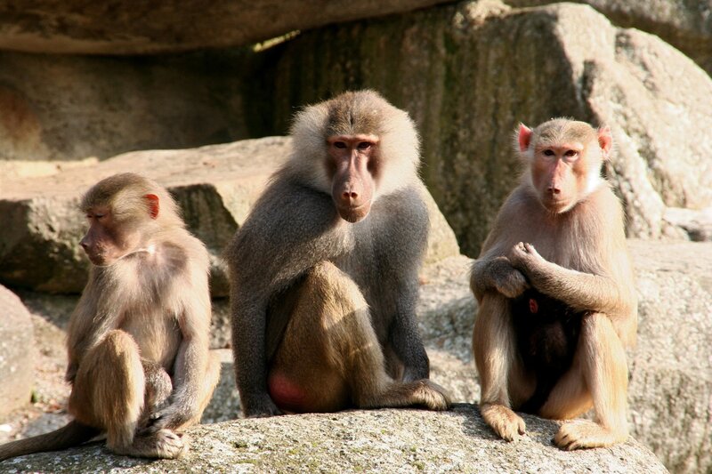 Three baboons on a rock