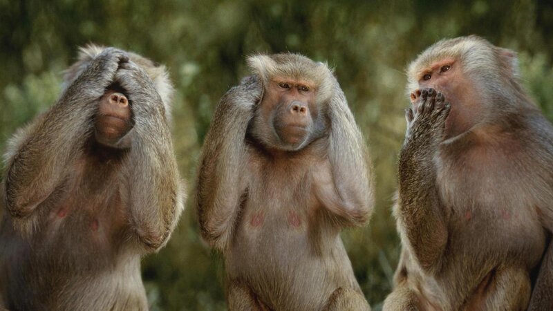 Three Baboons Sitting
