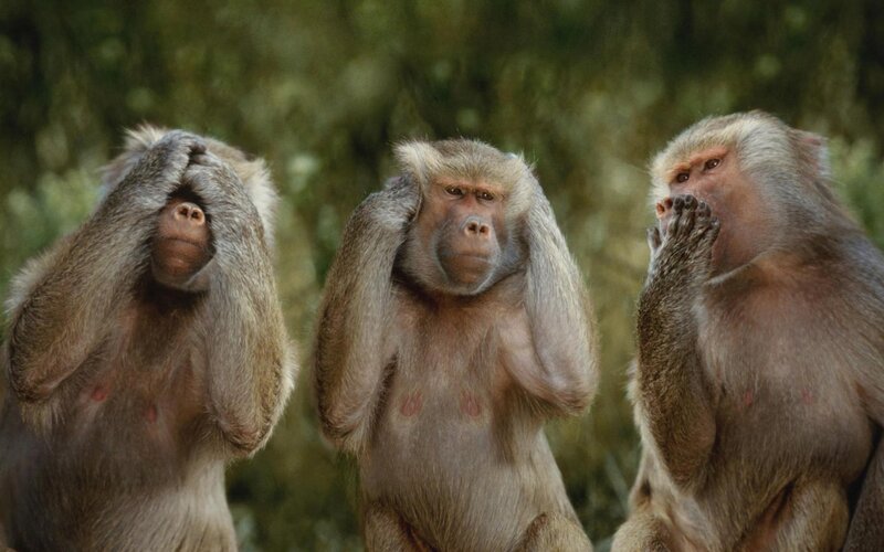 Three Baboons