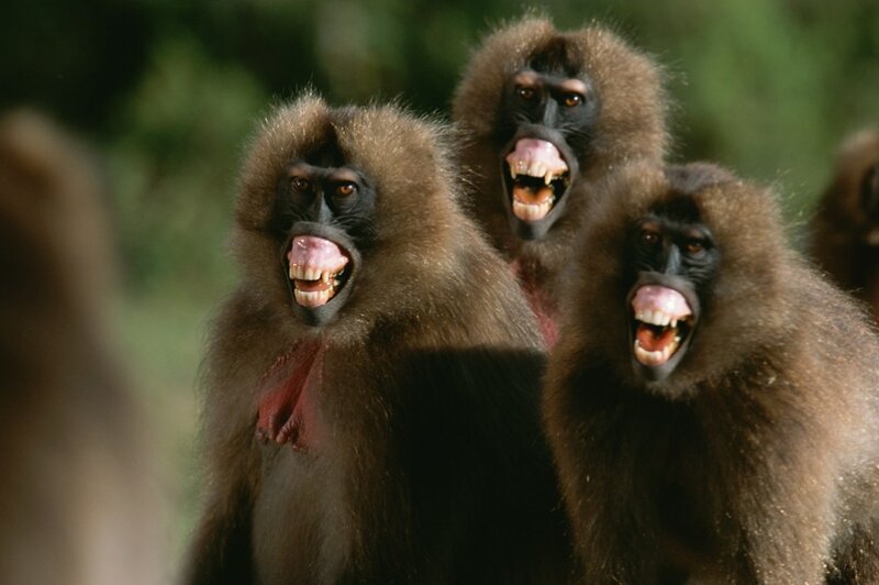 Three baboons with open mouths