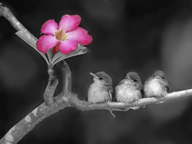 Three Baby Birds — Black