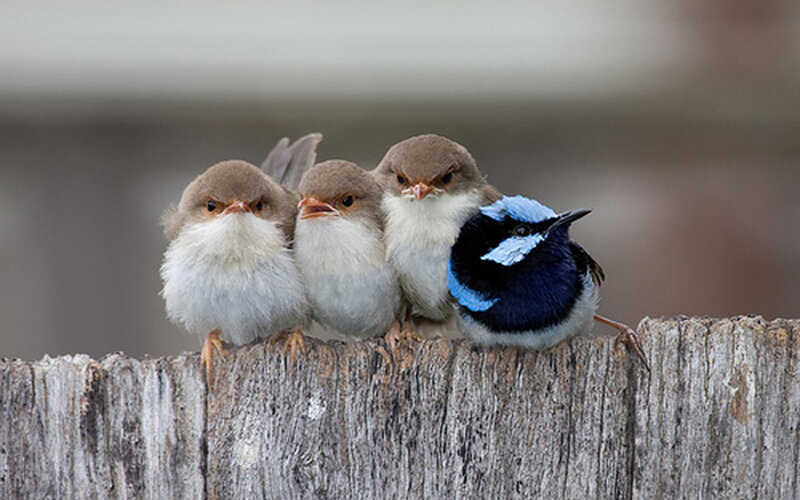Three Baby Birds — Brown, Calm, Photograph, Bird