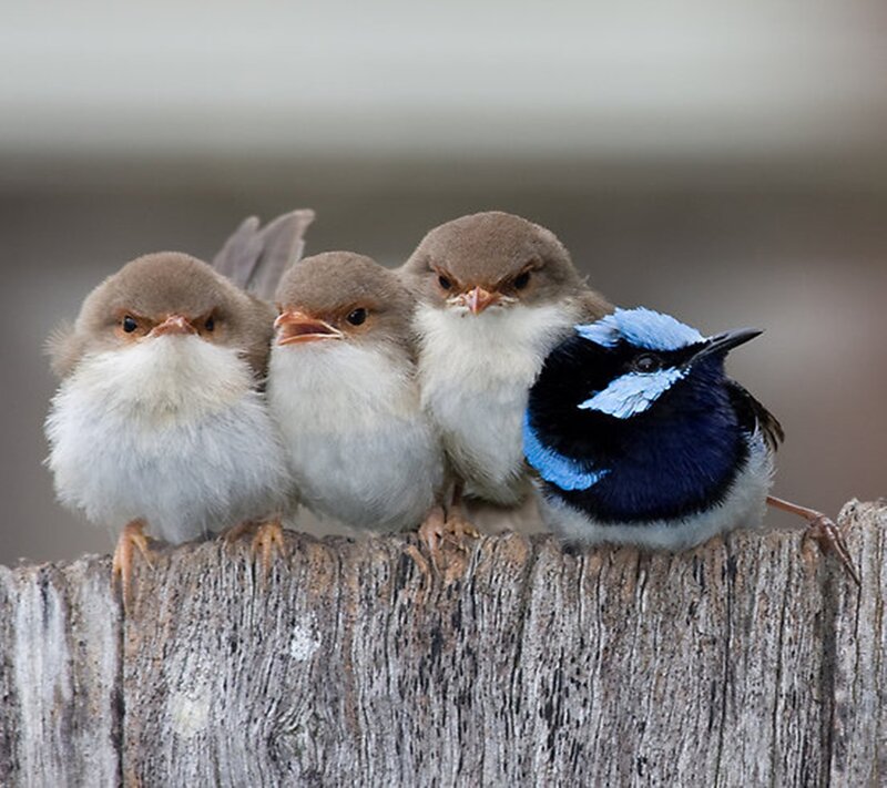 Three Baby Birds — Brown, Calm, Photograph, Bird, Wooden Post