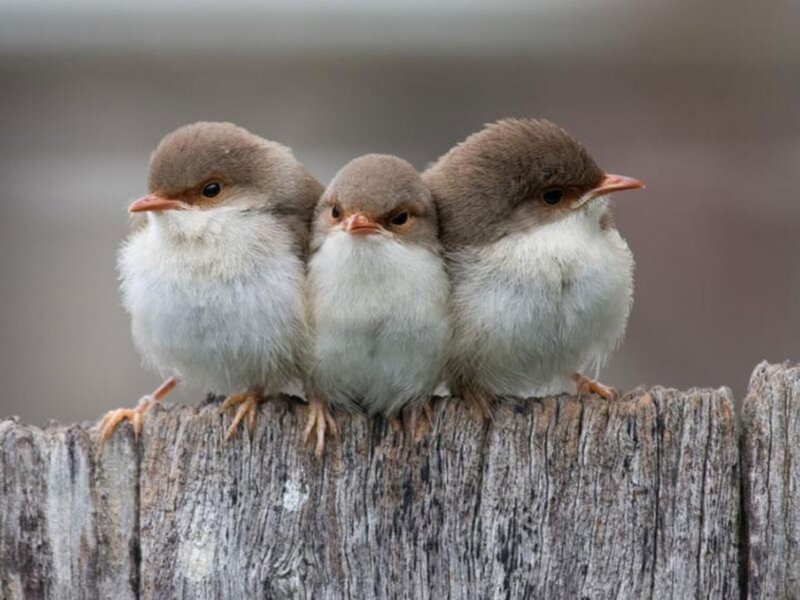 Three Baby Birds — Brown, Calm, Photograph