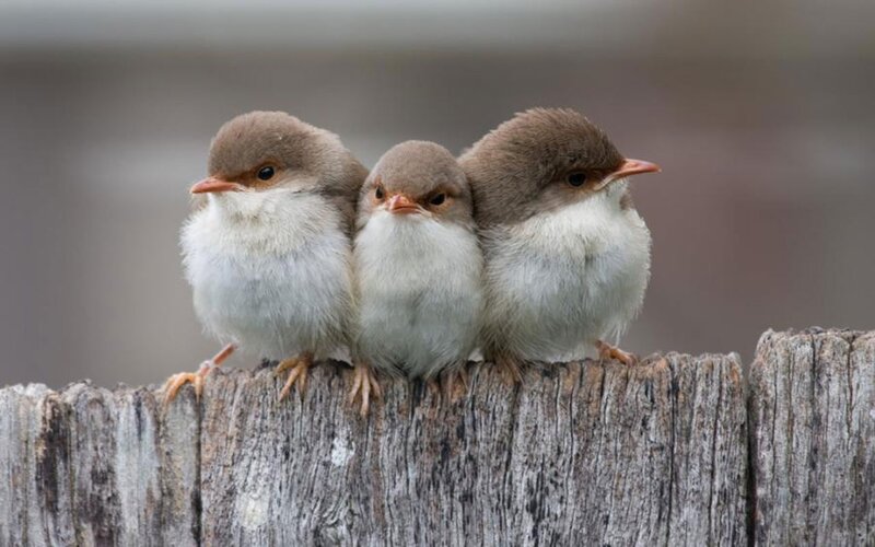 Three Baby Birds — Brown, Calm, Photograph, Wooden Post