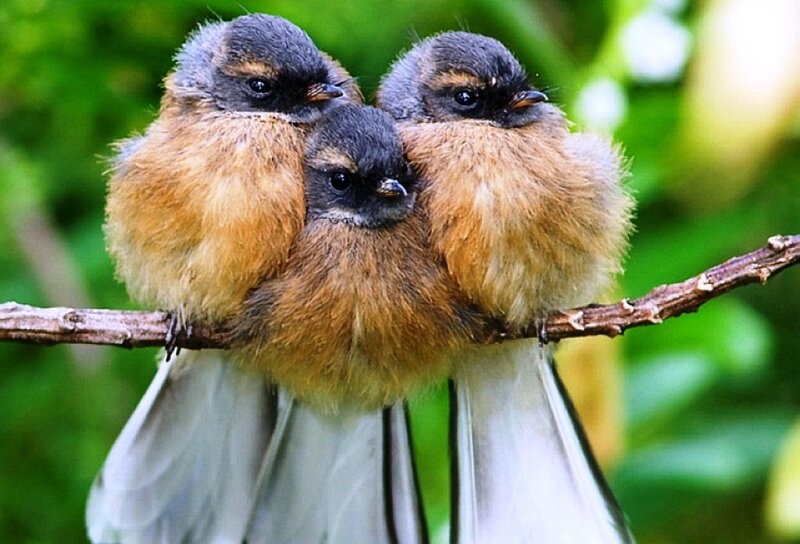 Three Baby Birds — Brown, Calm
