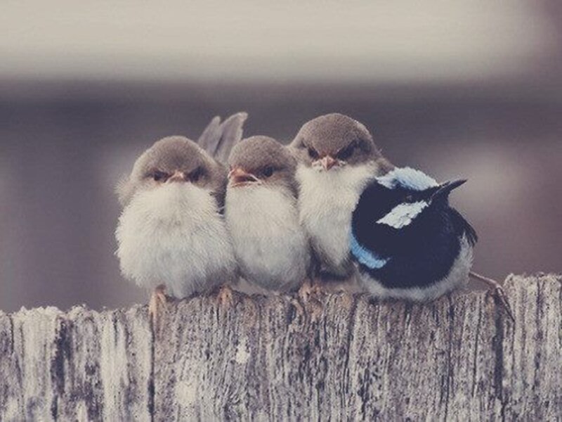 Three Baby Birds — Gray