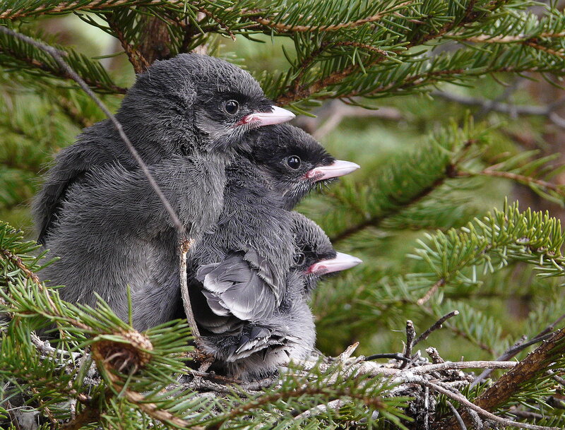 Three Baby Birds — Green